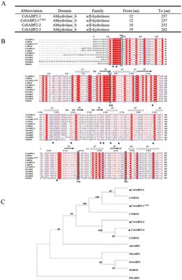 Overexpressing CsSABP2 enhances tolerance to Huanglongbing and citrus canker in C. sinensis